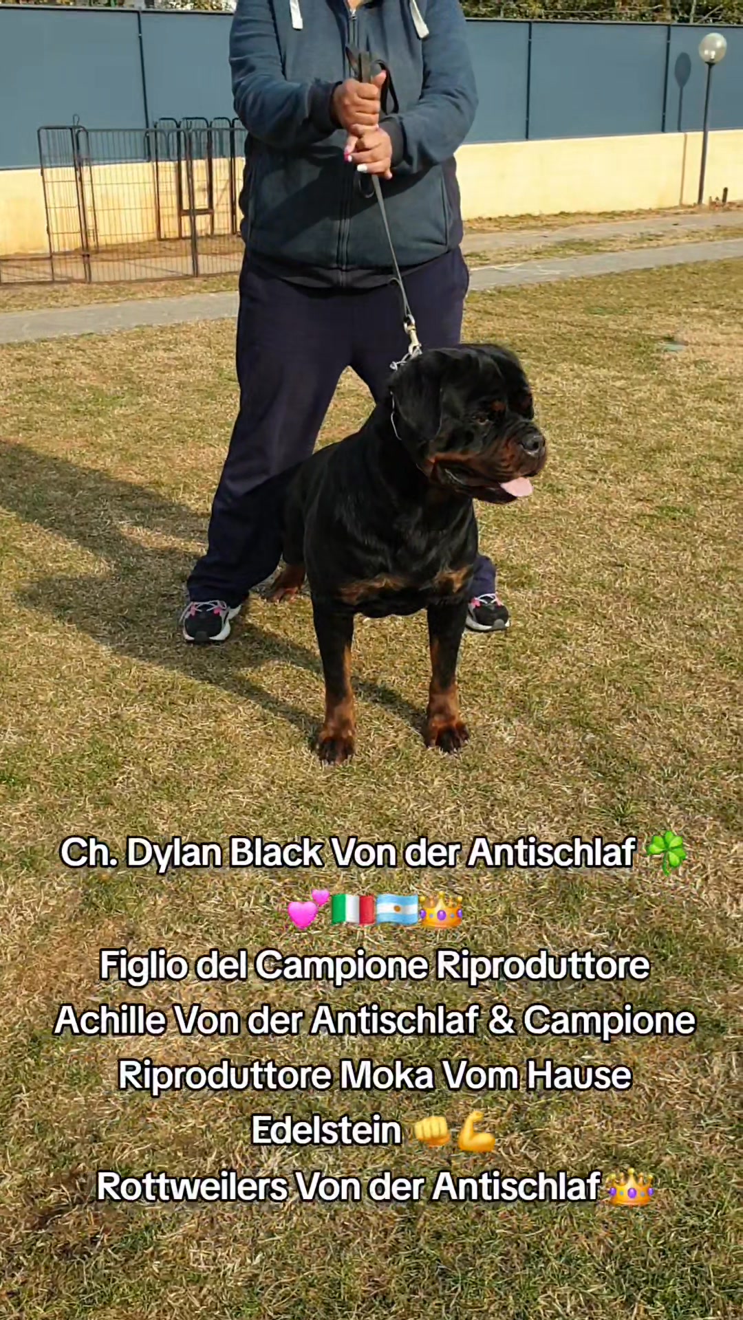 Rottweilers Von der Antischlaf