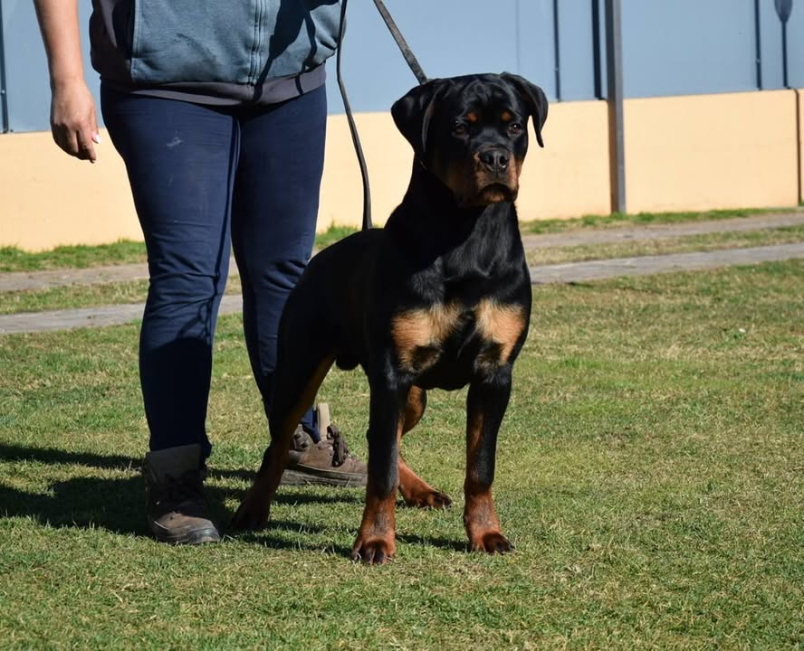 Rottweilers Von der Antischlaf