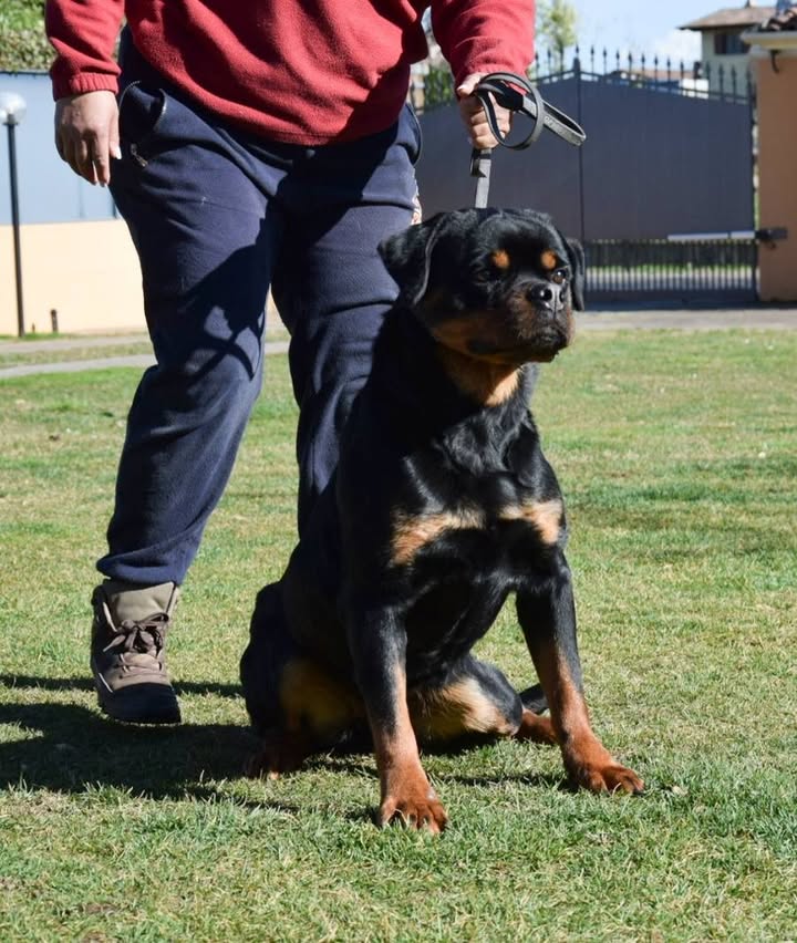 Rottweilers Von der Antischlaf