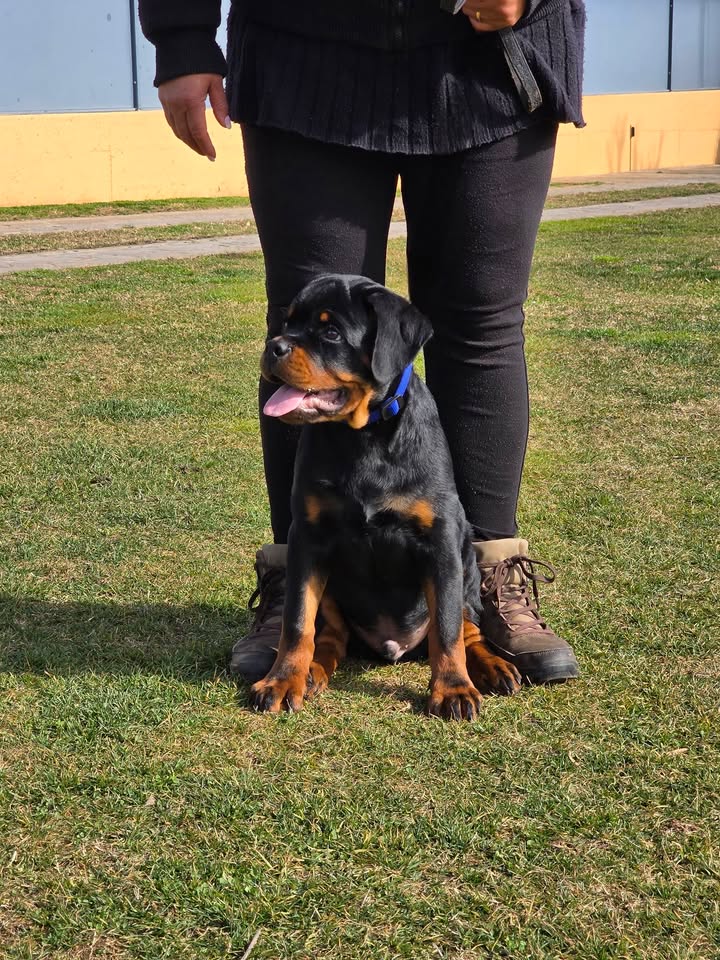 Rottweilers Von der Antischlaf