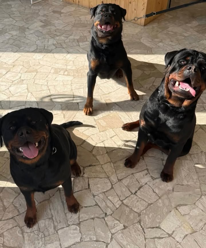Rottweilers Von der Antischlaf