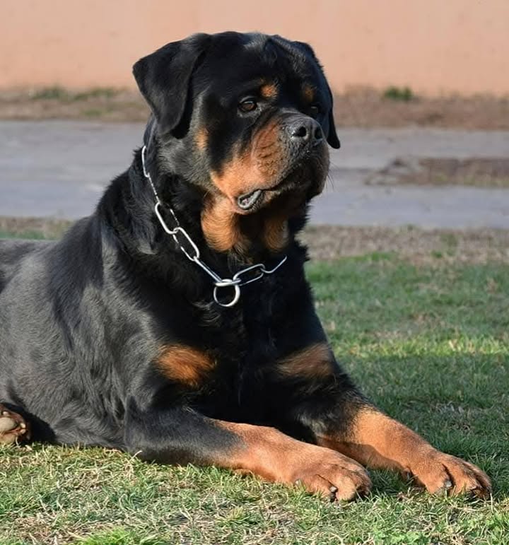 Rottweilers Von der Antischlaf