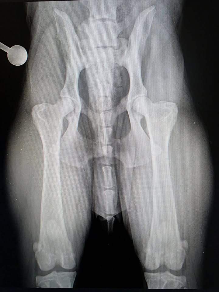 Rottweilers Von der Antischlaf