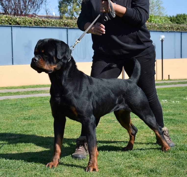 Rottweilers Von der Antischlaf