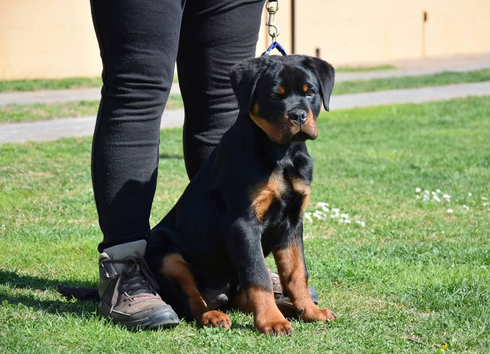 Rottweilers Von der Antischlaf