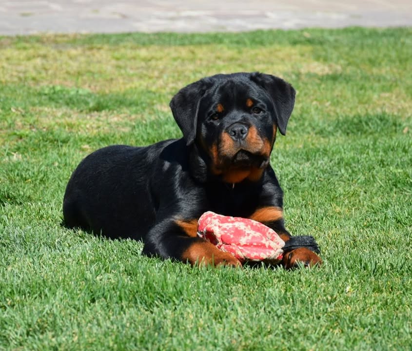 Rottweilers Von der Antischlaf