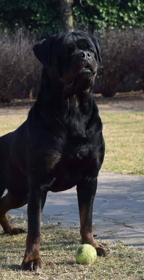 Rottweilers Von der Antischlaf