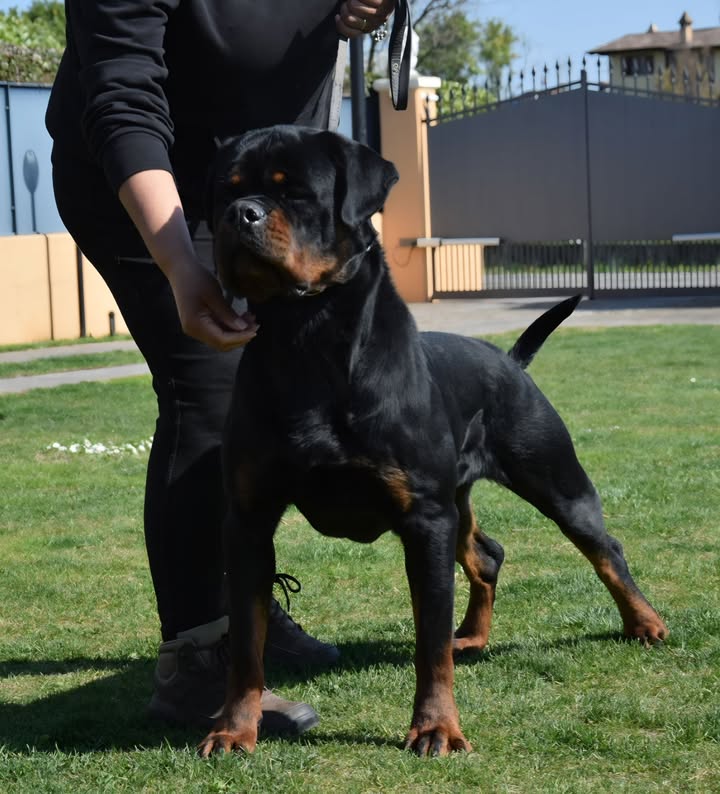 Rottweilers Von der Antischlaf