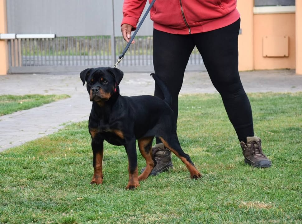 Rottweilers Von der Antischlaf