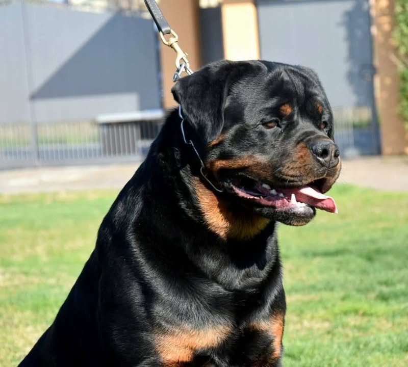Rottweilers Von der Antischlaf