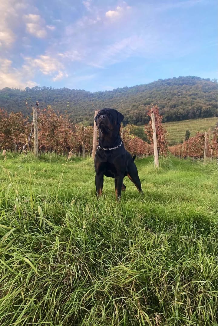 Rottweilers Von der Antischlaf