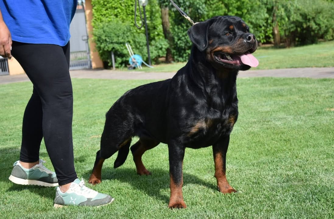 Rottweilers Von der Antischlaf