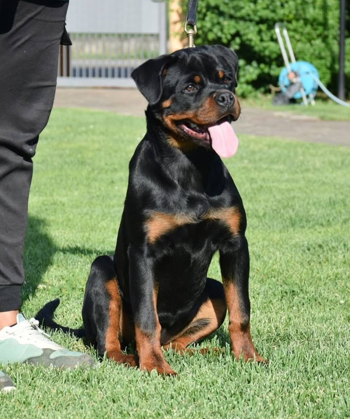 Rottweilers Von der Antischlaf