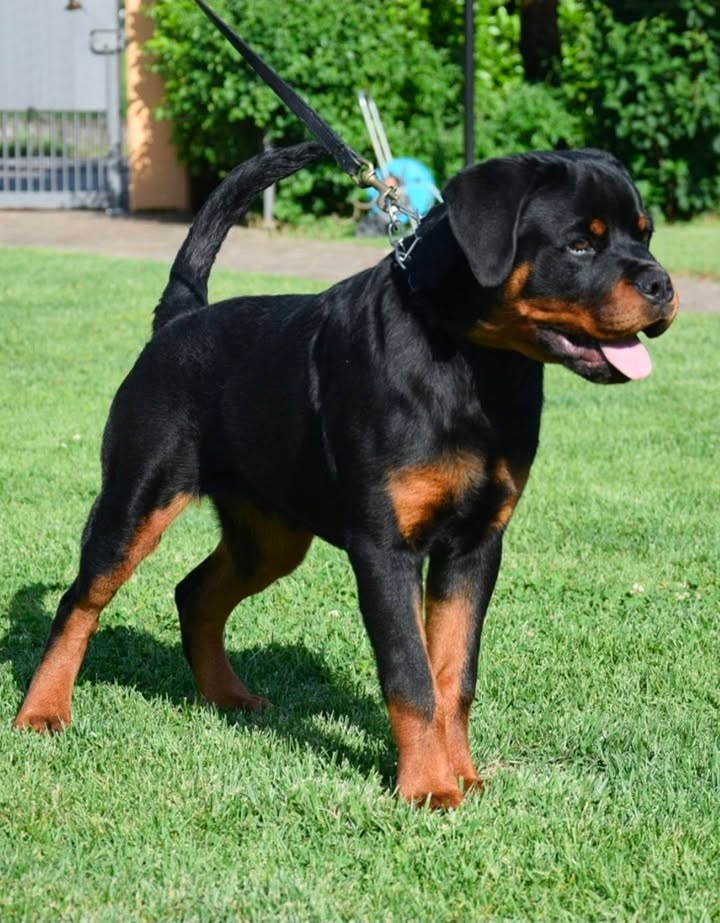 Rottweilers Von der Antischlaf