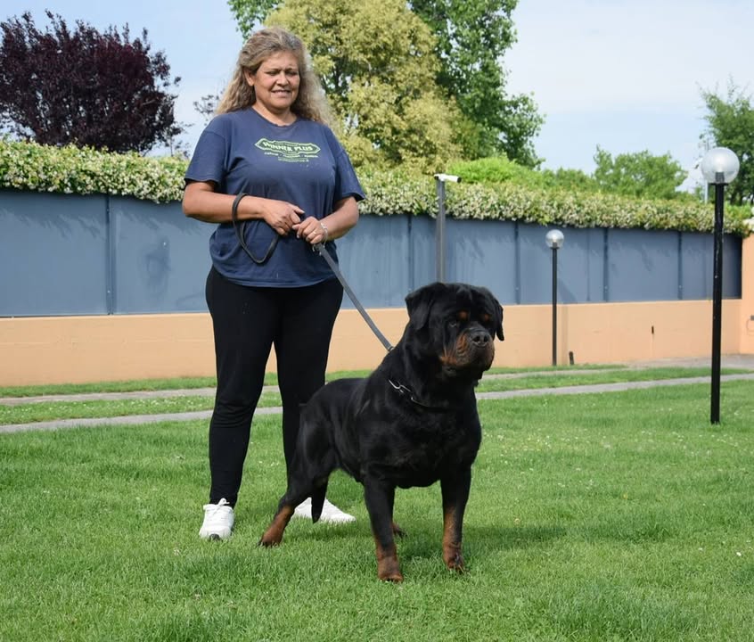Rottweilers Von der Antischlaf