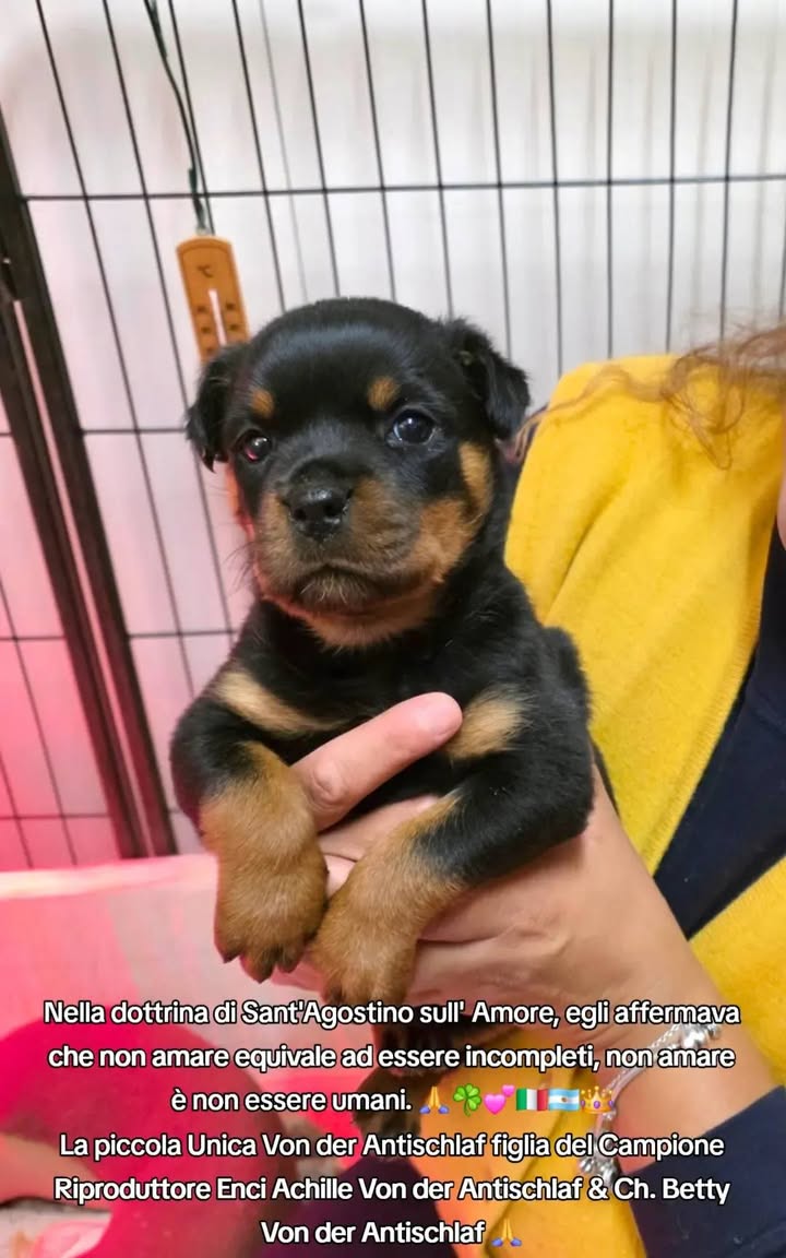 Rottweilers Von der Antischlaf