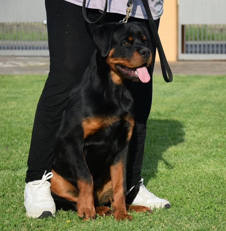 Rottweilers Von der Antischlaf