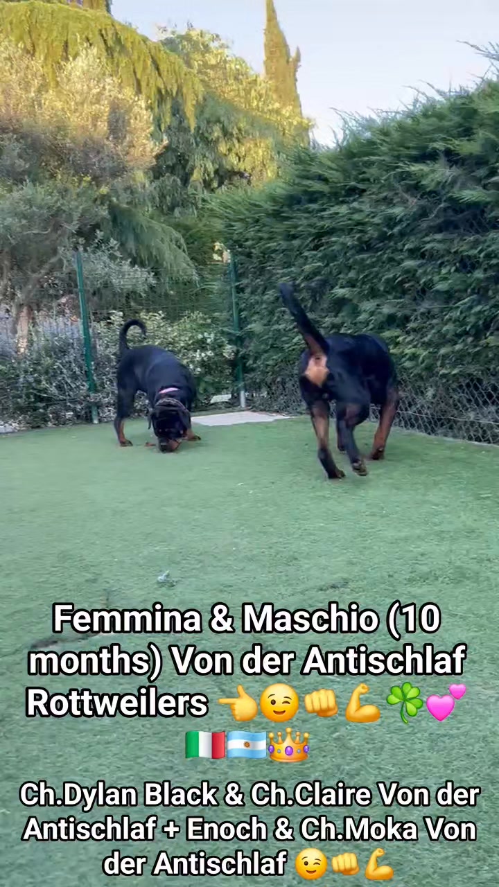 Rottweilers Von der Antischlaf