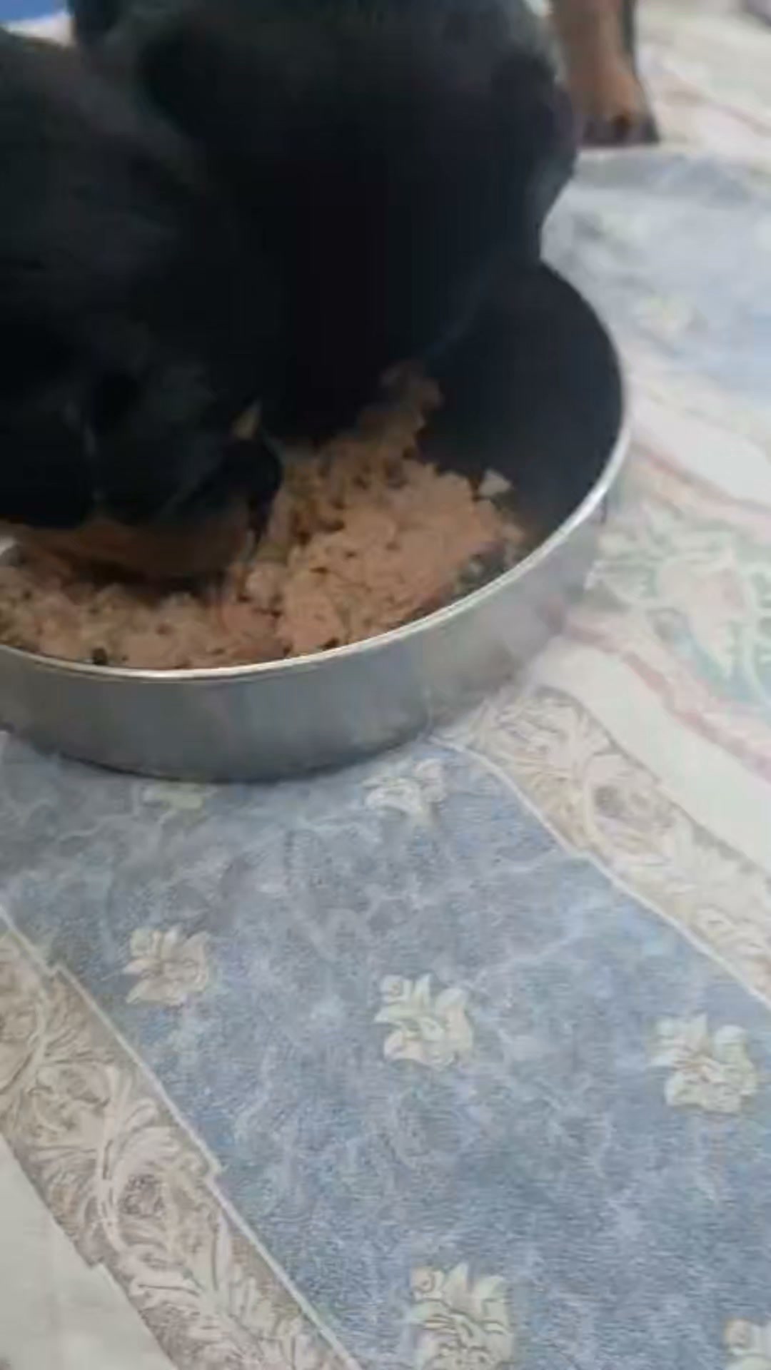 Rottweilers Von der Antischlaf