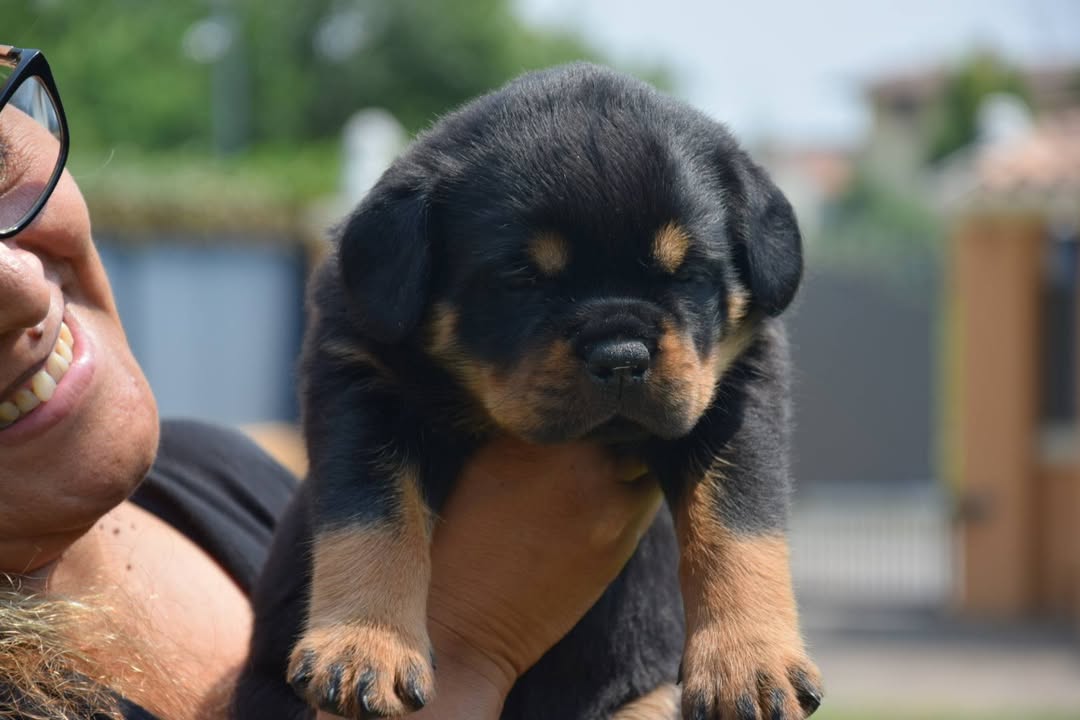 Rottweilers Von der Antischlaf