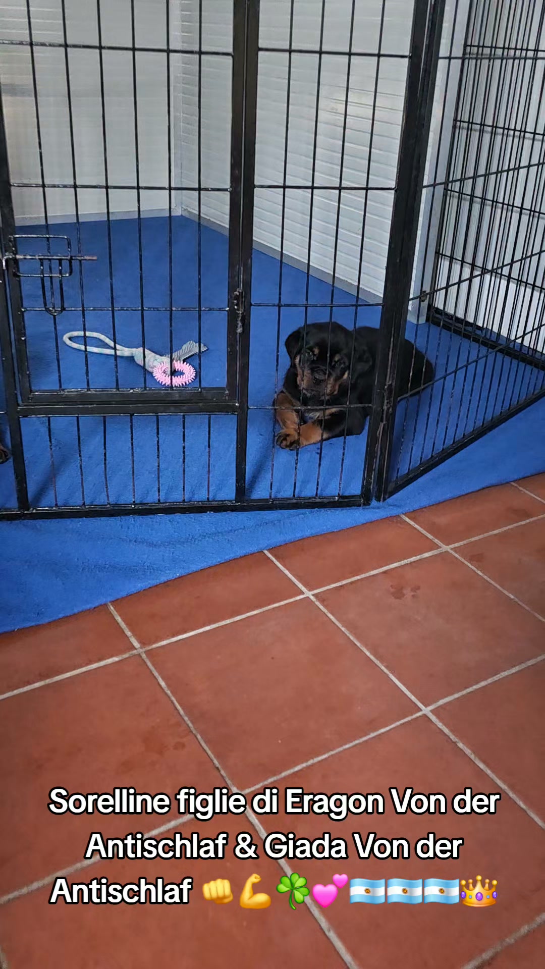 Rottweilers Von der Antischlaf